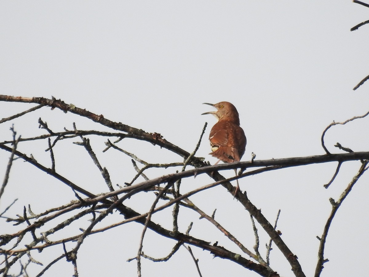 Brown Thrasher - Tom M