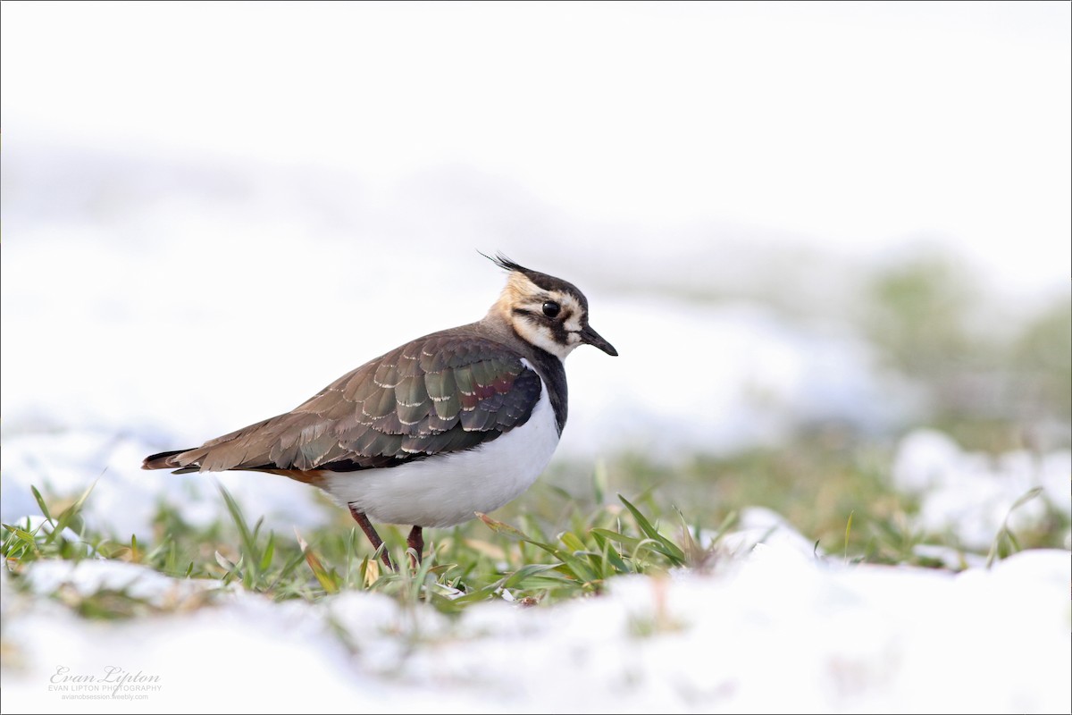 Northern Lapwing - Evan Lipton