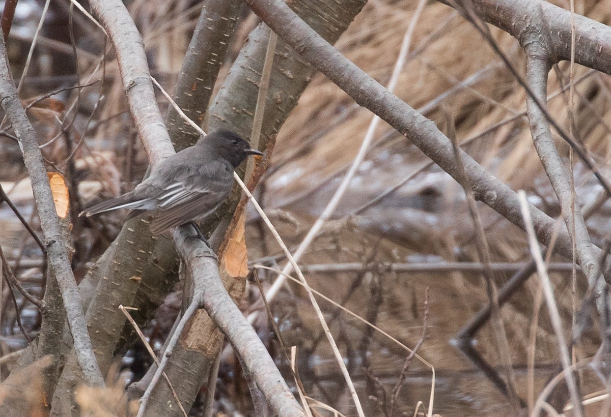 Black Phoebe - ML134155481