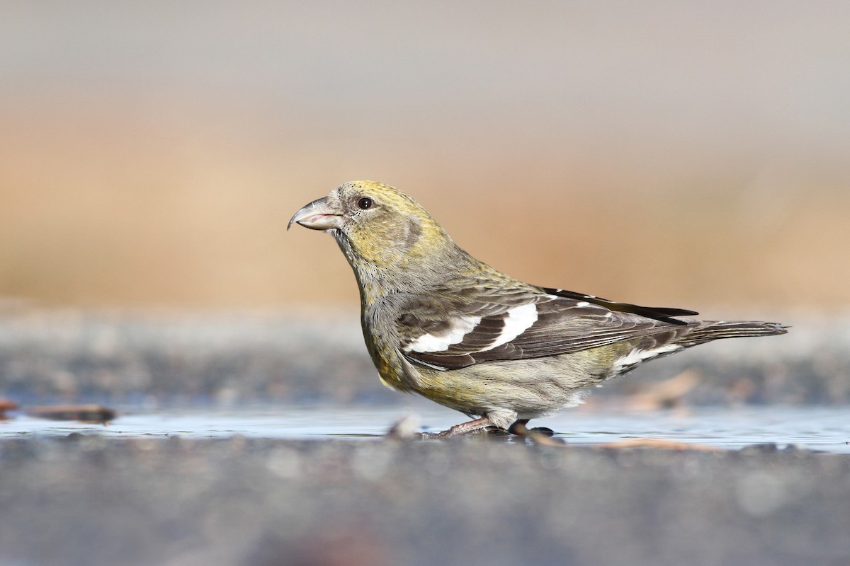 White-winged Crossbill - ML134155931