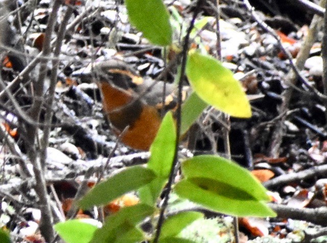 Varied Thrush - John/Linda Mendoza