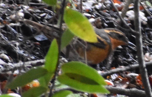 Varied Thrush - ML134156251