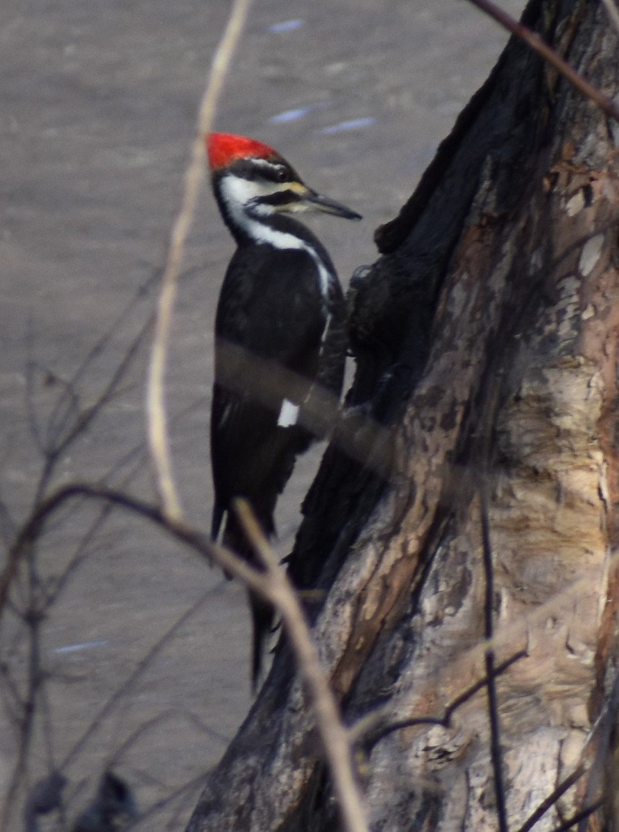 Pileated Woodpecker - ML134159441