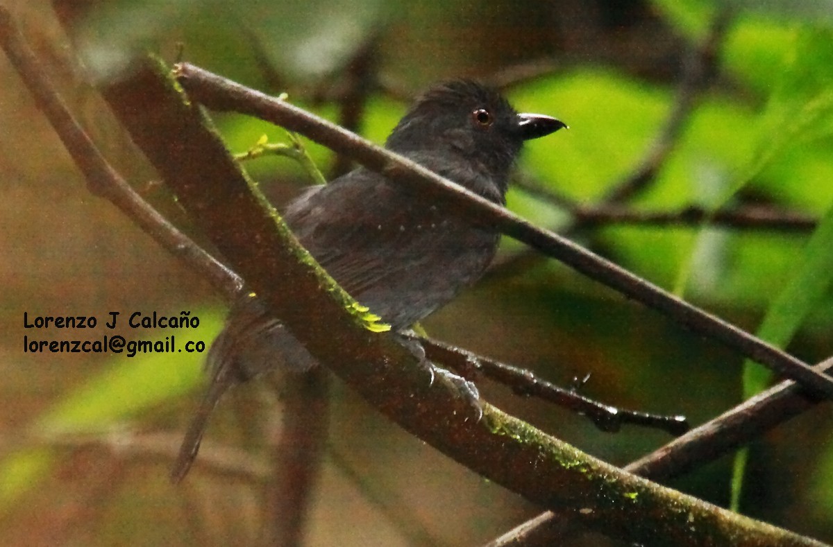 White-shouldered Antshrike - ML134159931