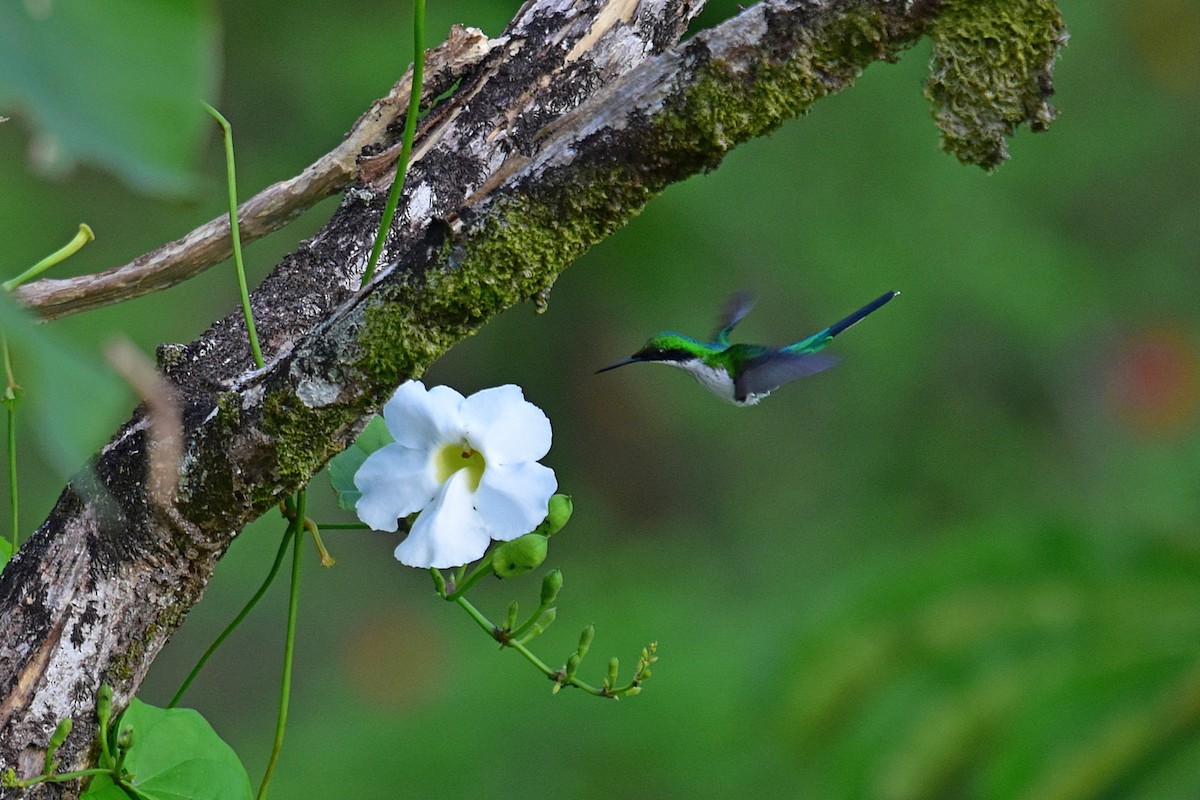 Purple-crowned Fairy - ML134159941