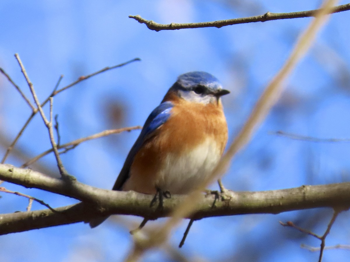 Eastern Bluebird - ML134160261