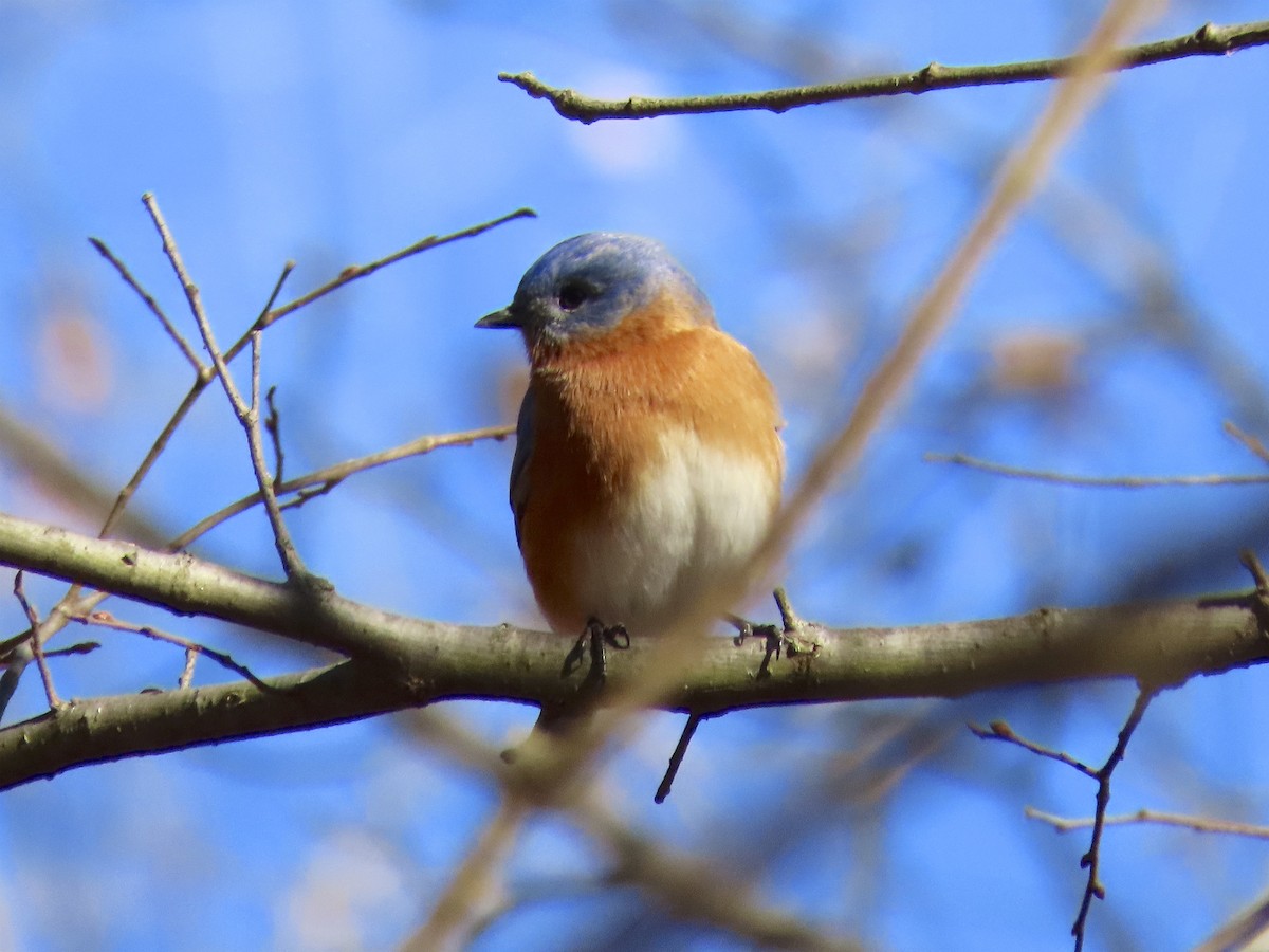 Eastern Bluebird - ML134160281