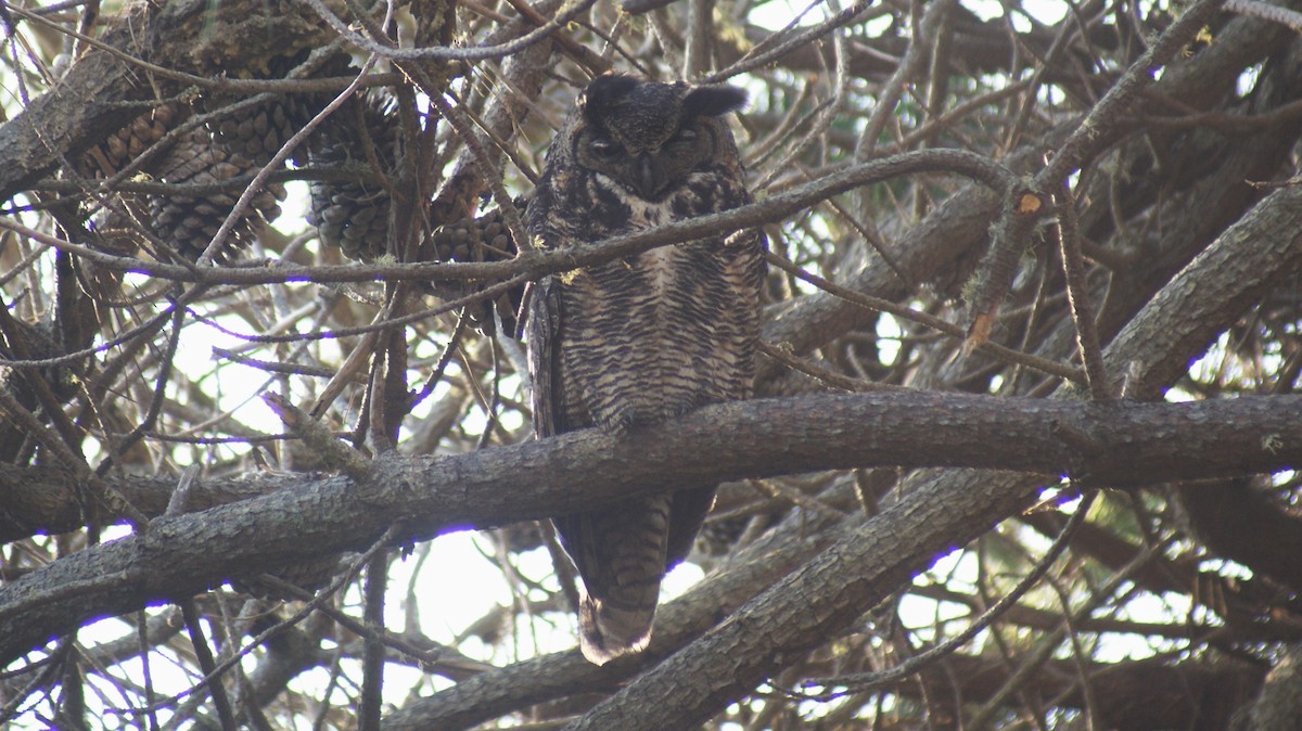 Great Horned Owl - Max Lara