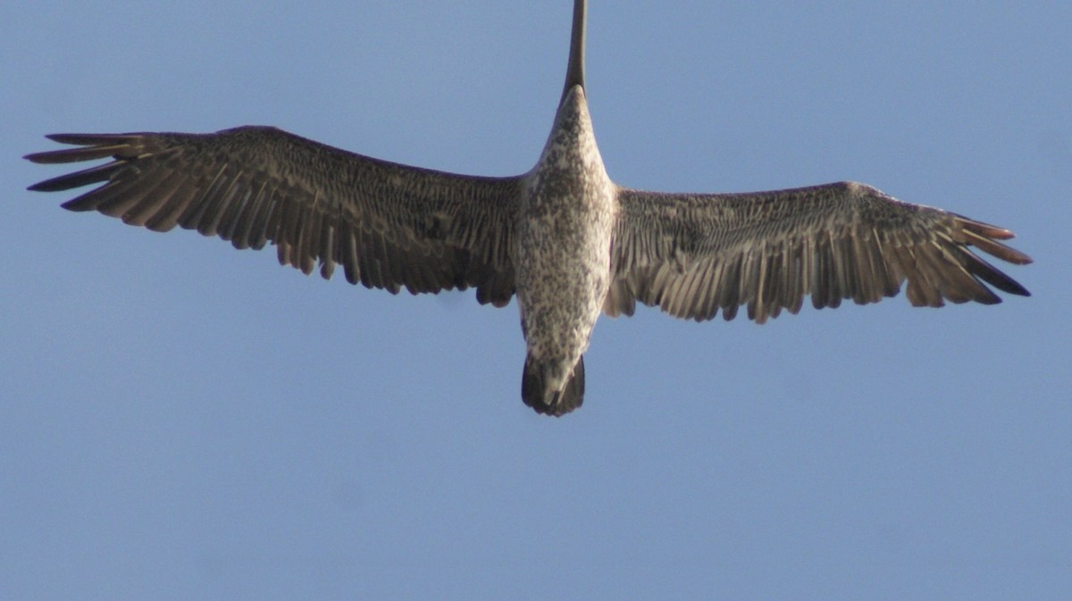 Brown Pelican - ML134162041