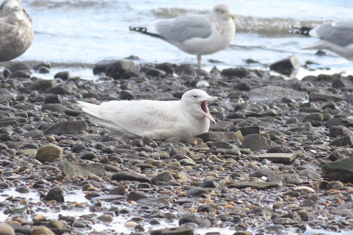 Glaucous Gull - ML134163171