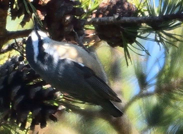 Red-breasted Nuthatch - ML134163801