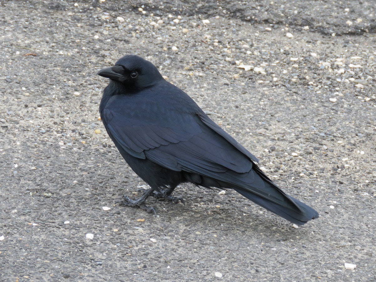 Fish Crow - ML134166461