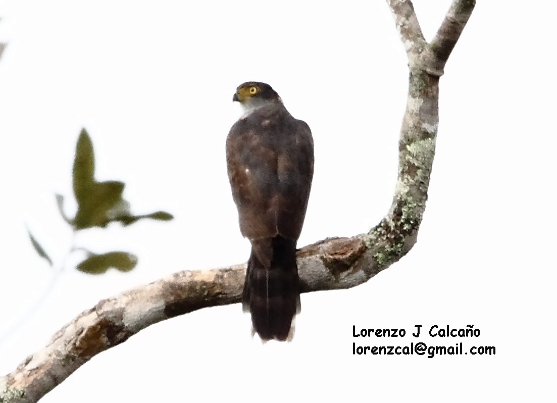 Gray-bellied Hawk - ML134167661