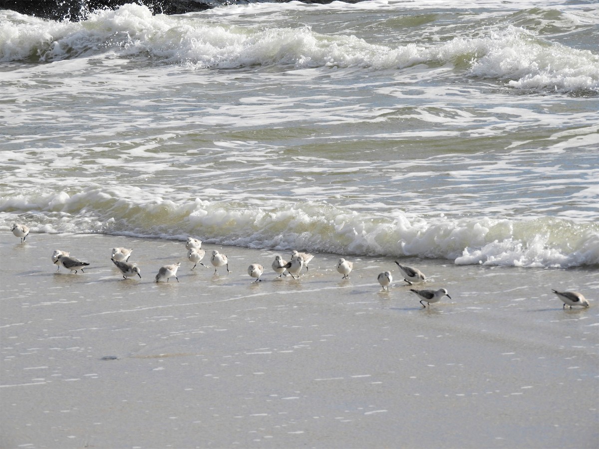 Sanderling - ML134170261