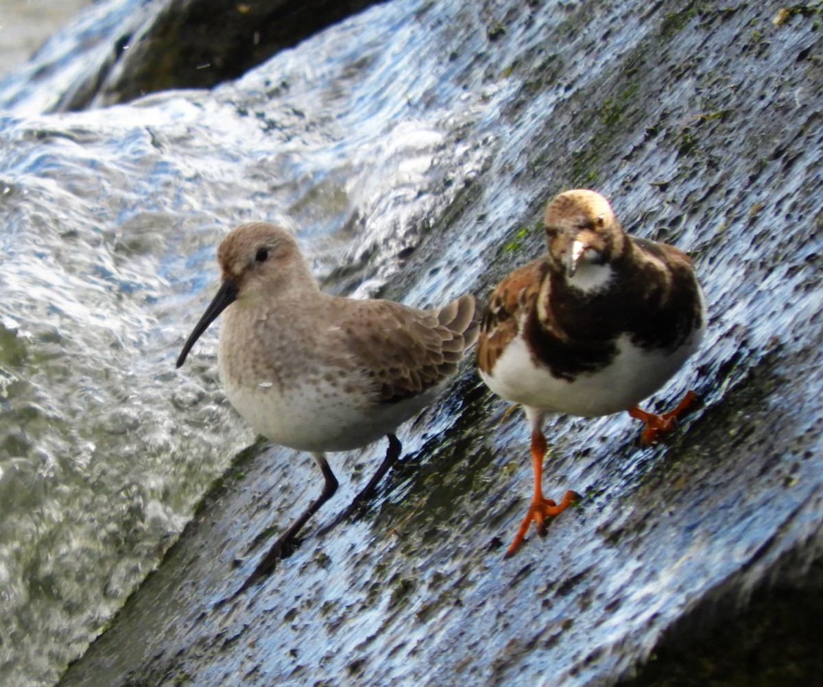 Ruddy Turnstone - ML134170371