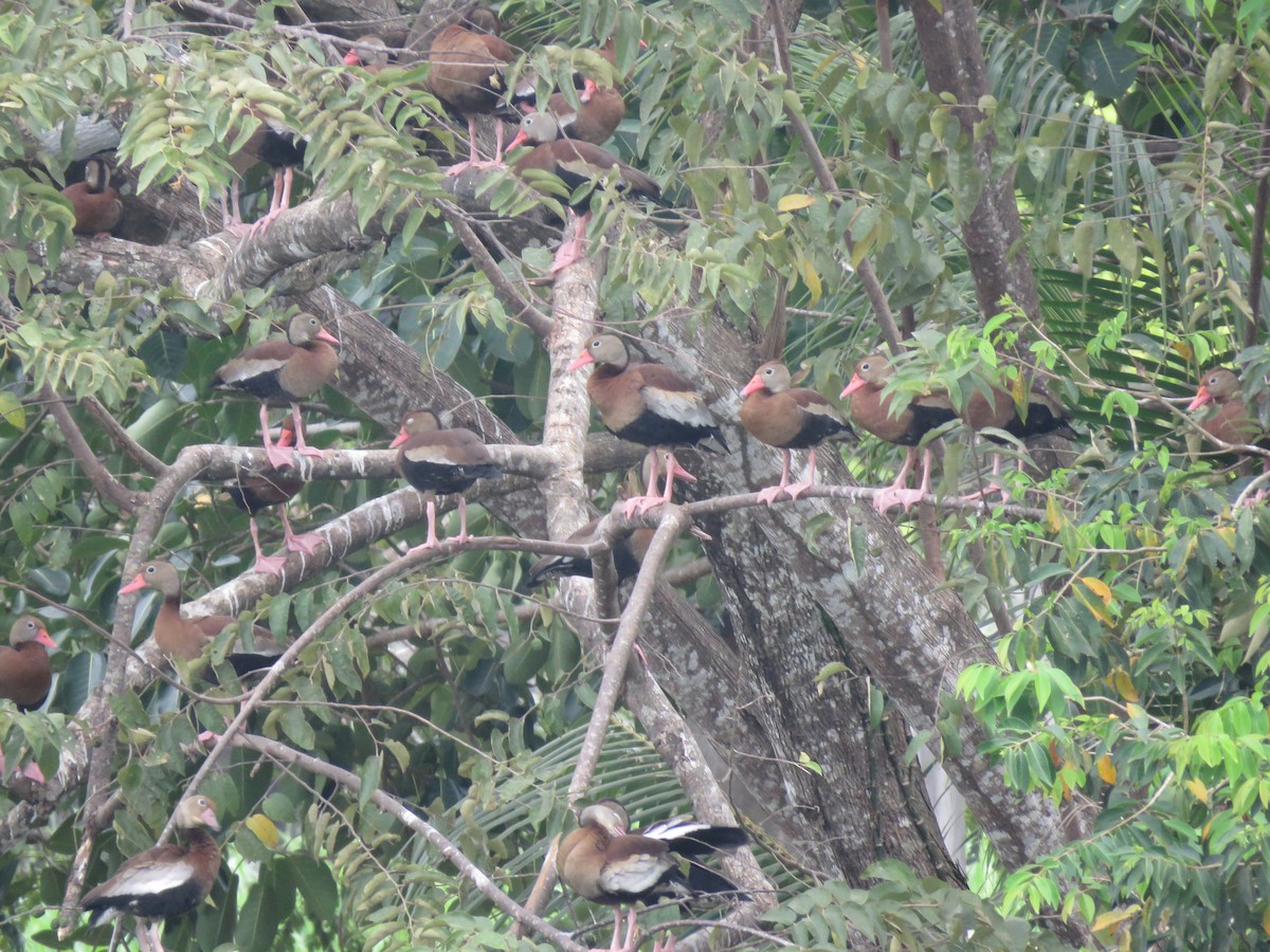 Black-bellied Whistling-Duck - ML134171141