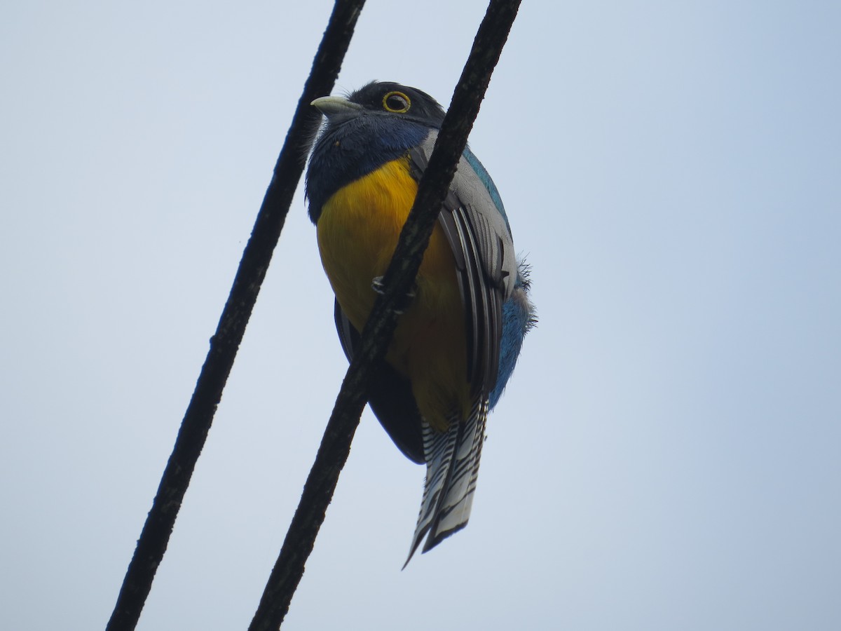 trogon podvazkový - ML134171451