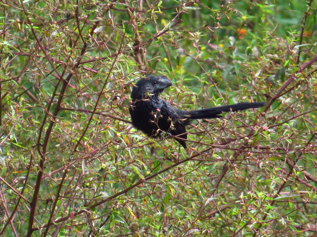 Smooth-billed Ani - ML134171561