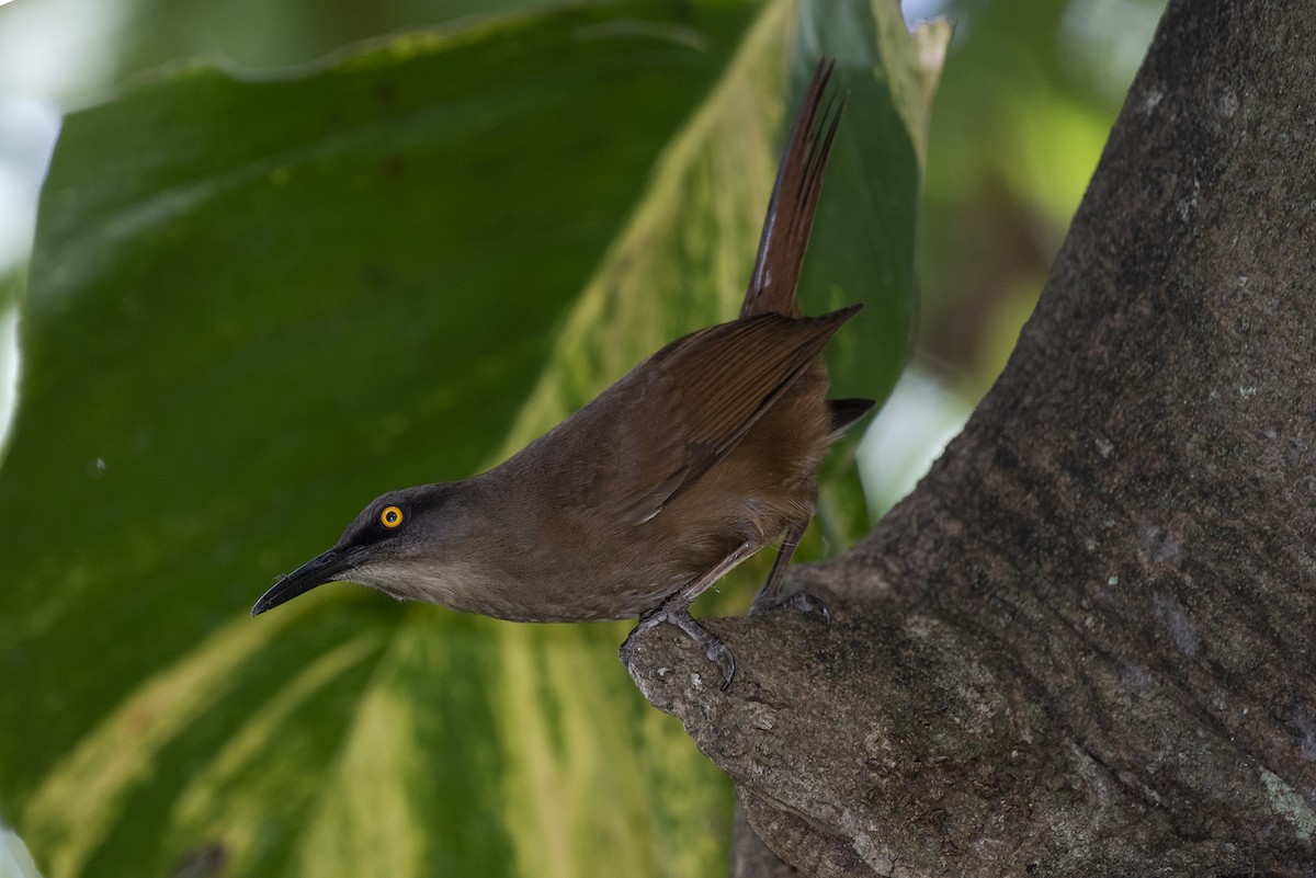 Brown Trembler - Scott Krammer