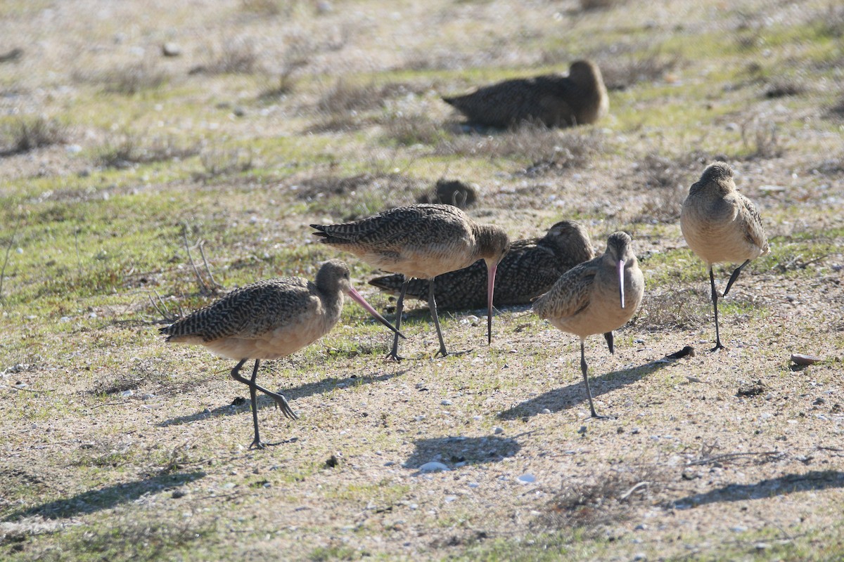 Marbled Godwit - Patrick Sysiong