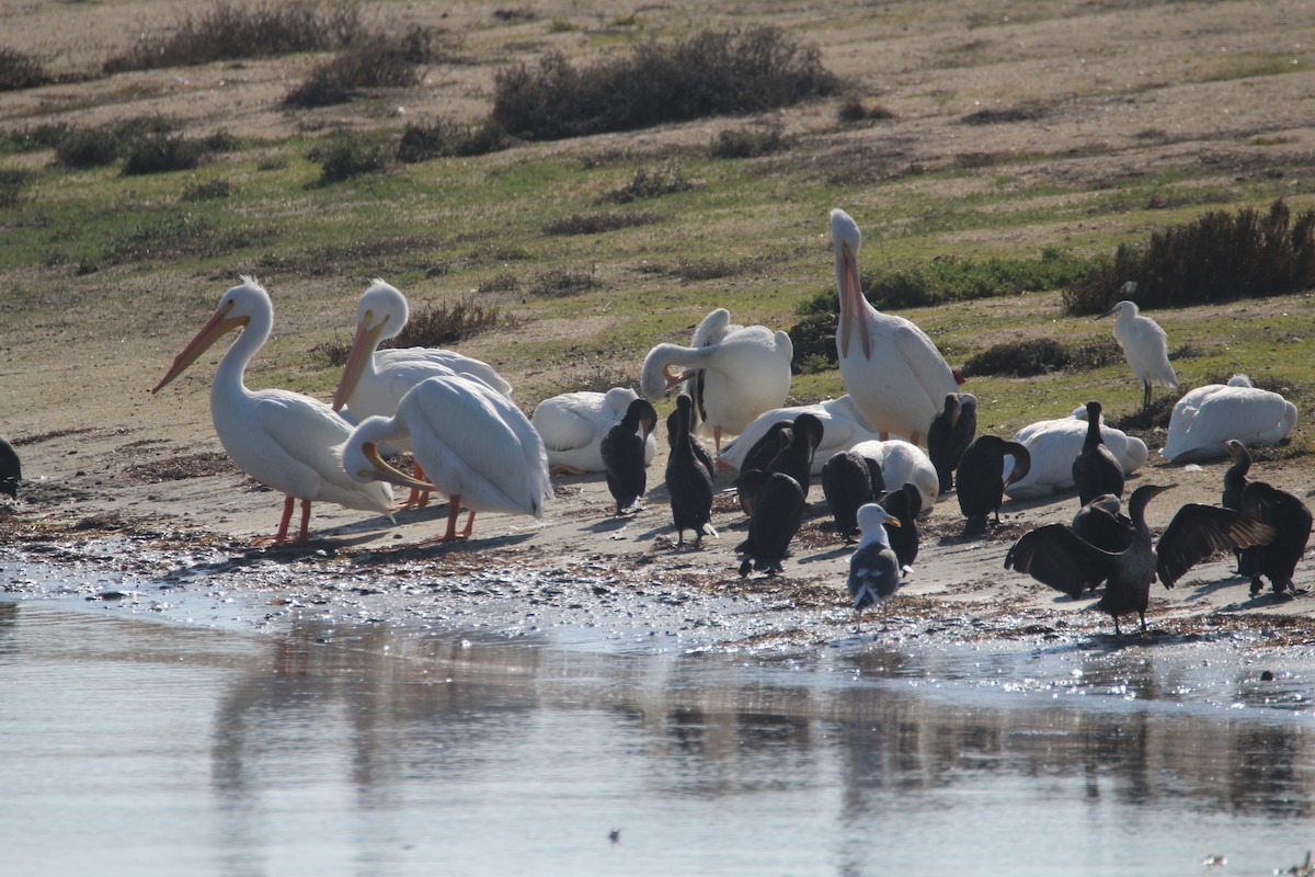 American White Pelican - Patrick Sysiong