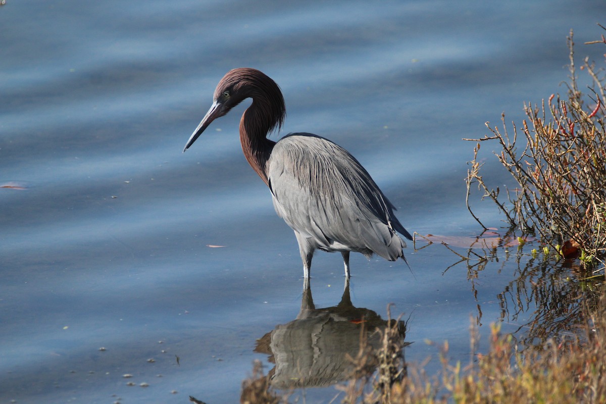 Reddish Egret - Patrick Sysiong