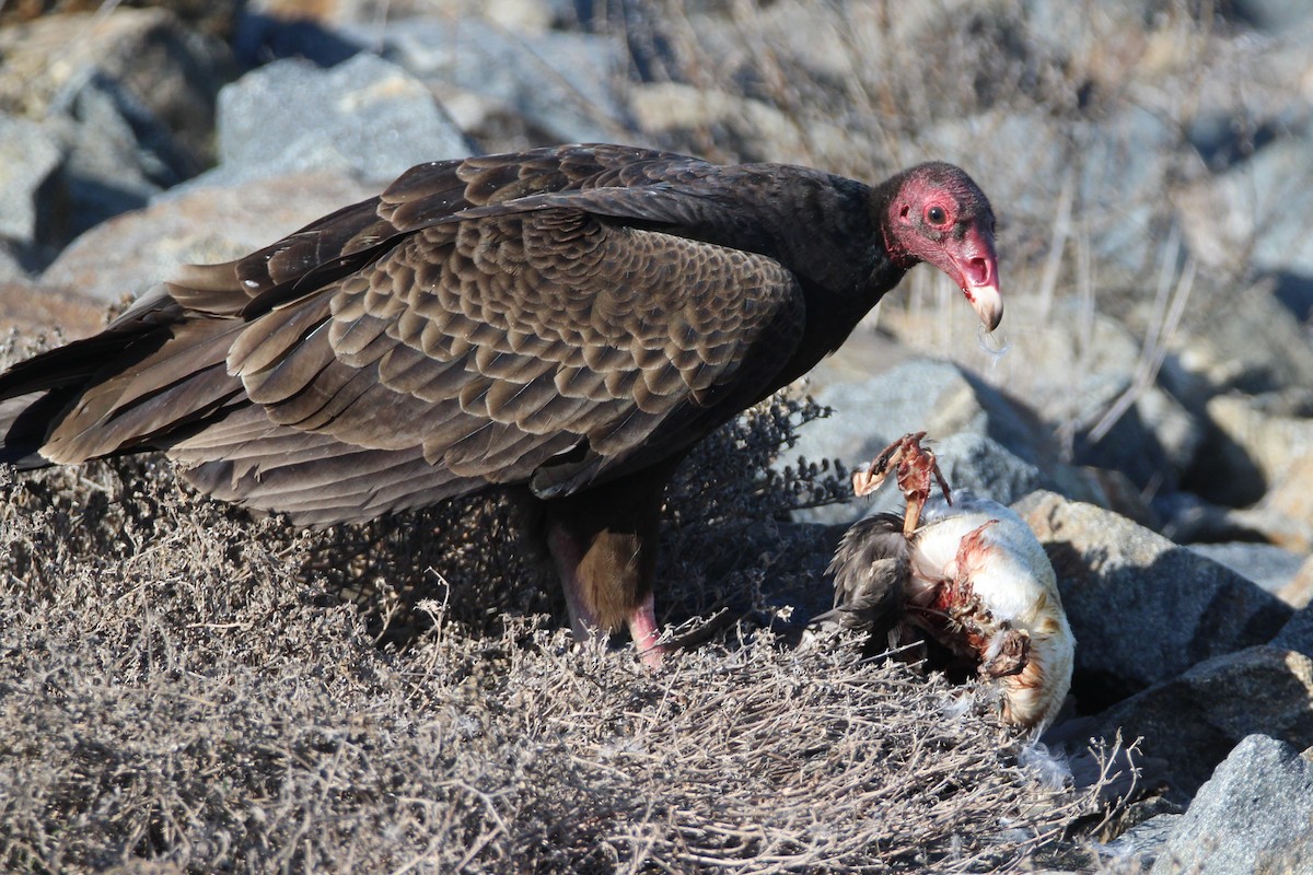 Turkey Vulture - ML134172471