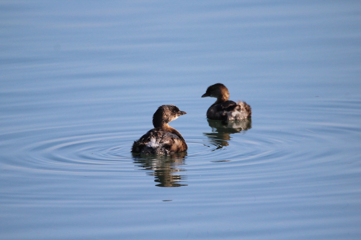 Pied-billed Grebe - Patrick Sysiong