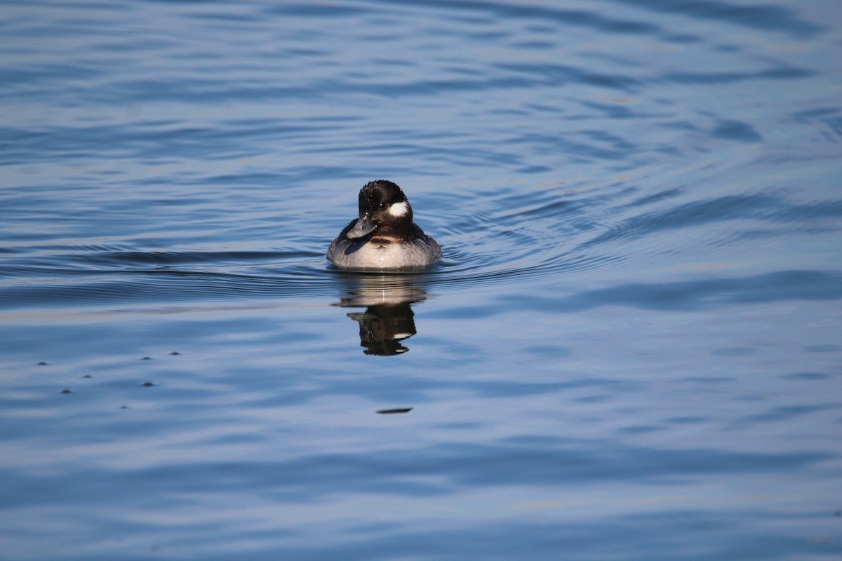 Bufflehead - ML134172831