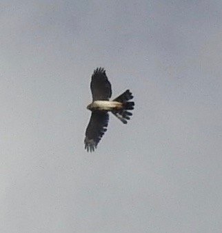 Sharp-shinned/Cooper's Hawk - ML134175591