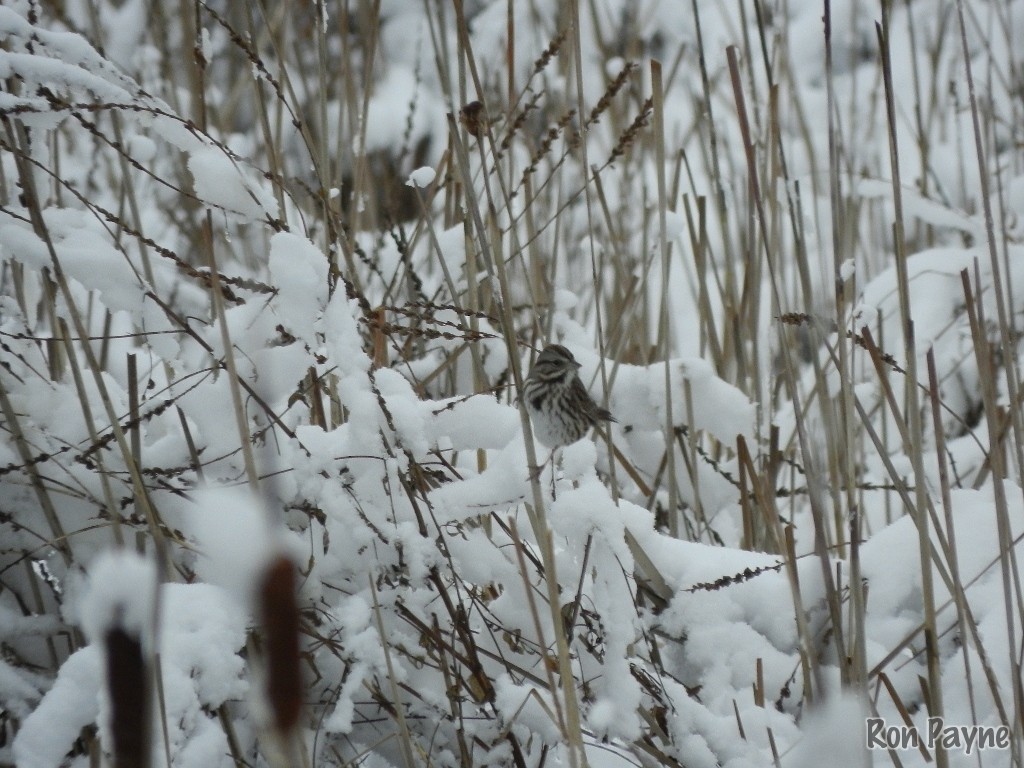 Song Sparrow - Ron Payne