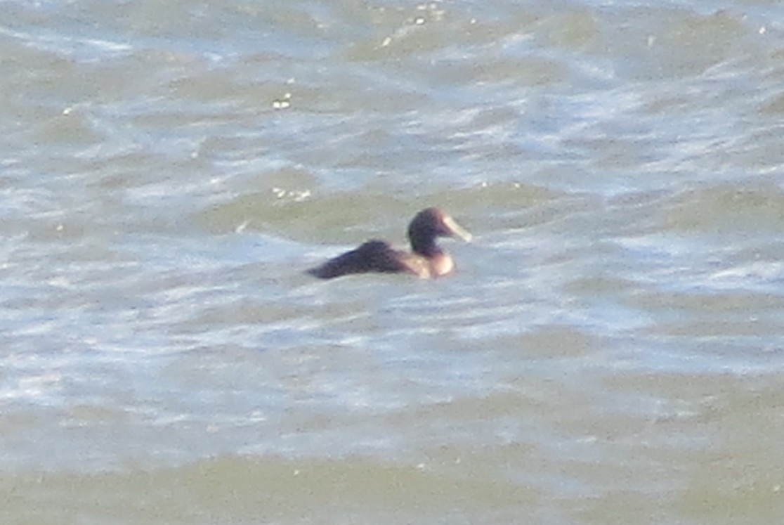 Common Eider - ML134179171