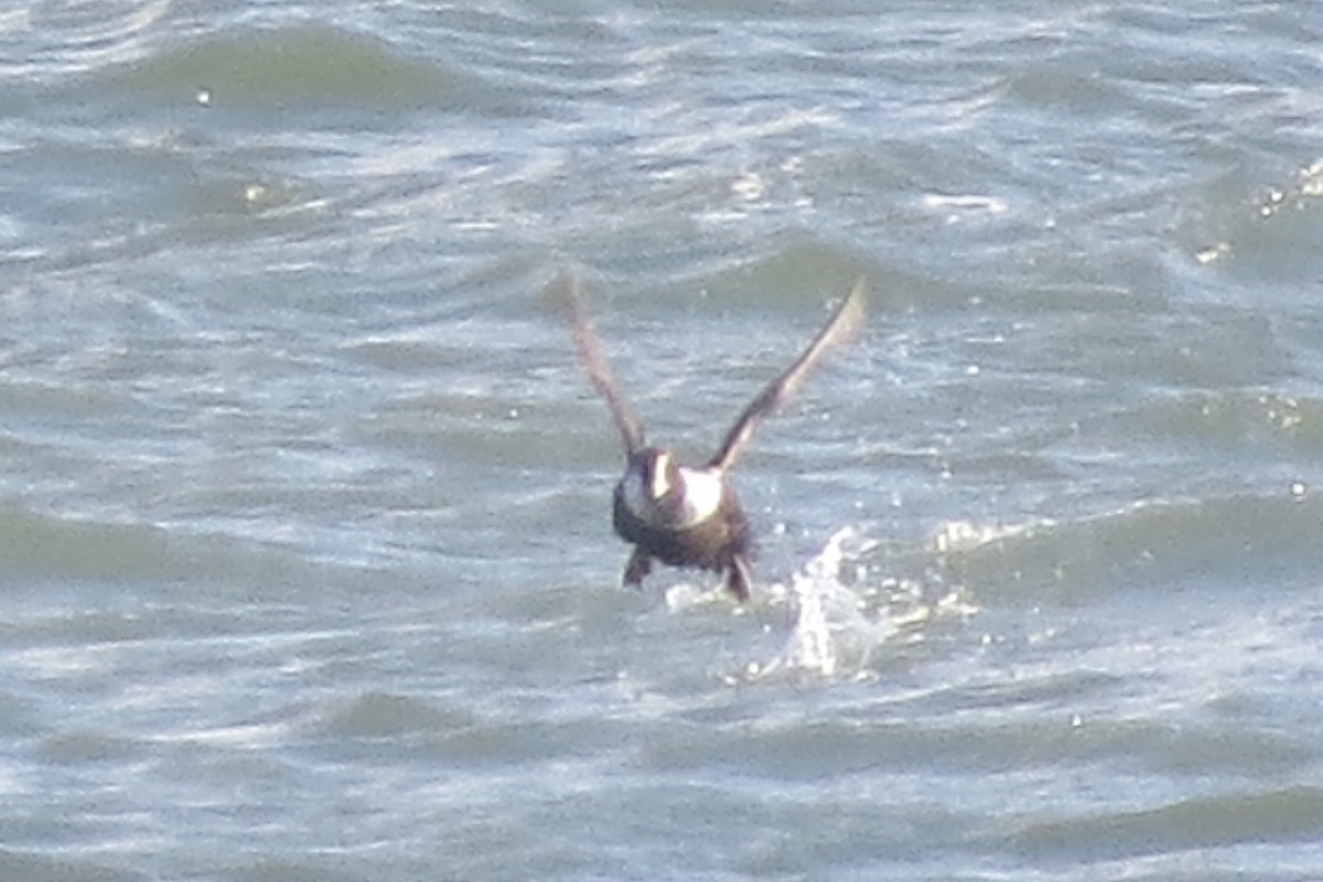 Common Eider - ML134179181