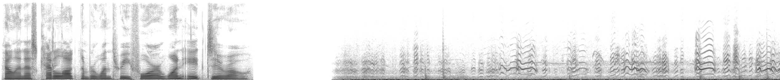 zoboun americký (ssp. niger) - ML134180