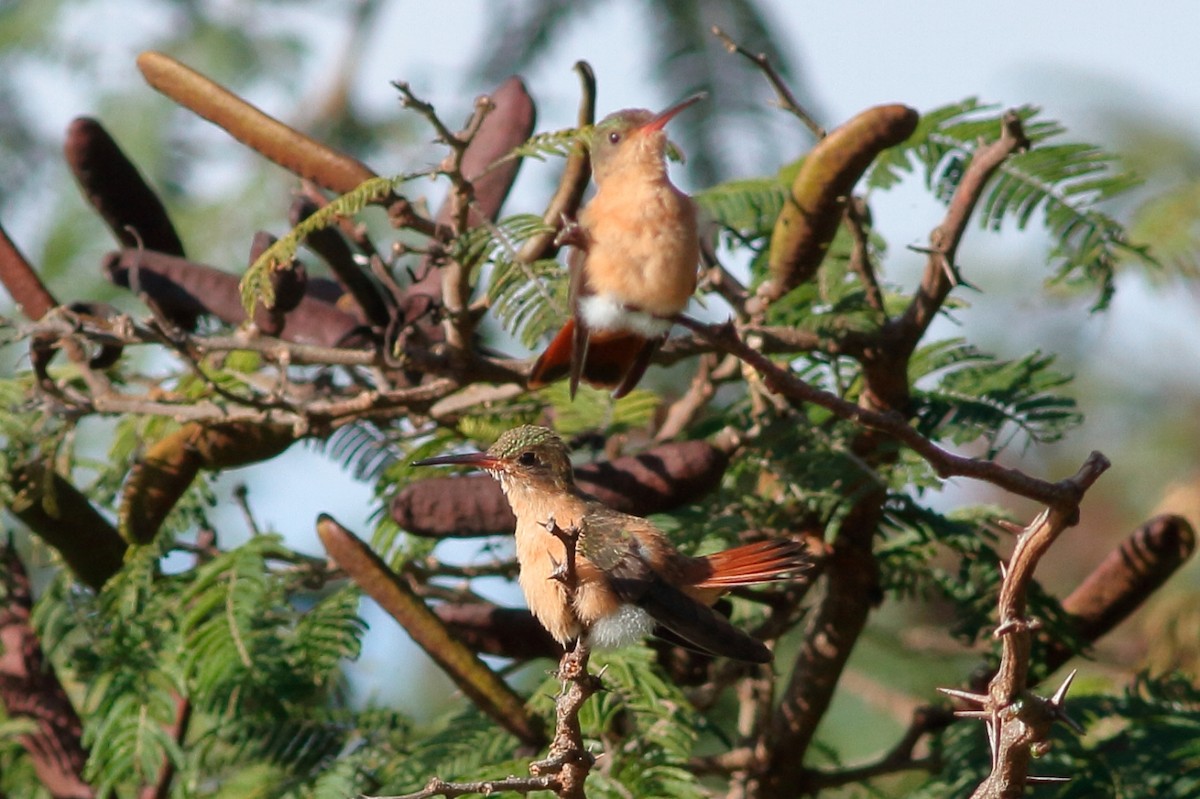 Cinnamon Hummingbird - ML134180211