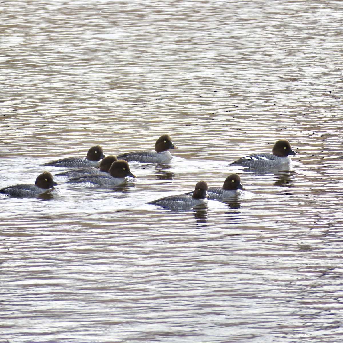 Common Goldeneye - Diane Roberts