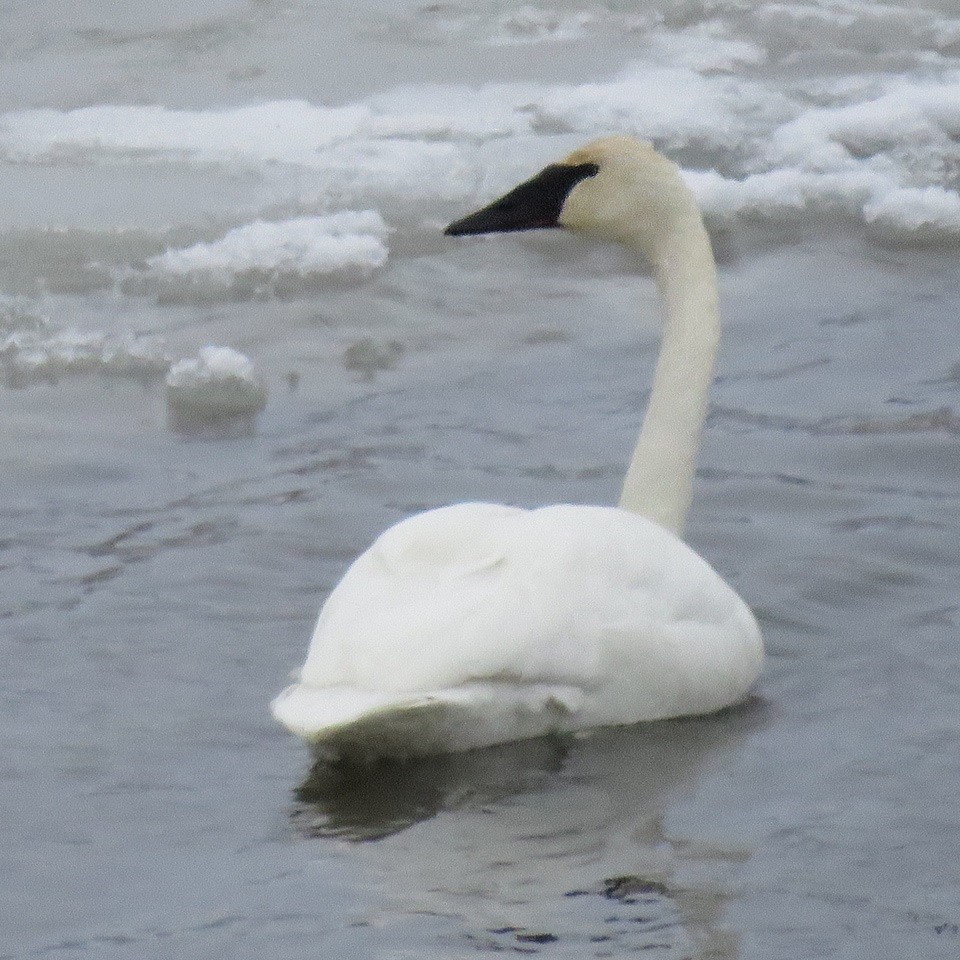 Trumpeter Swan - H. David Chapman