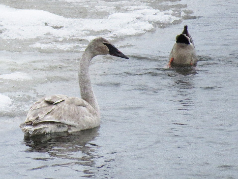 Trumpeter Swan - ML134184431