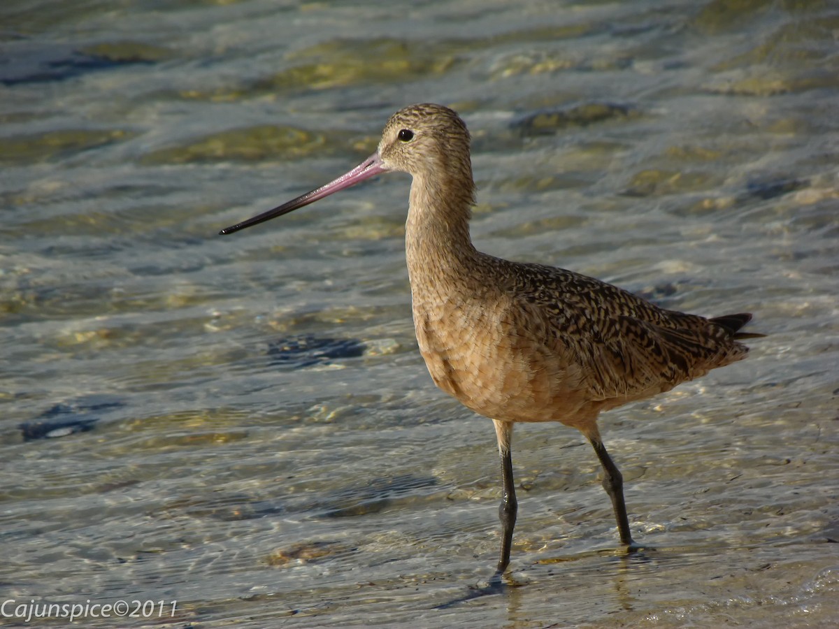 Marbled Godwit - ML134184821