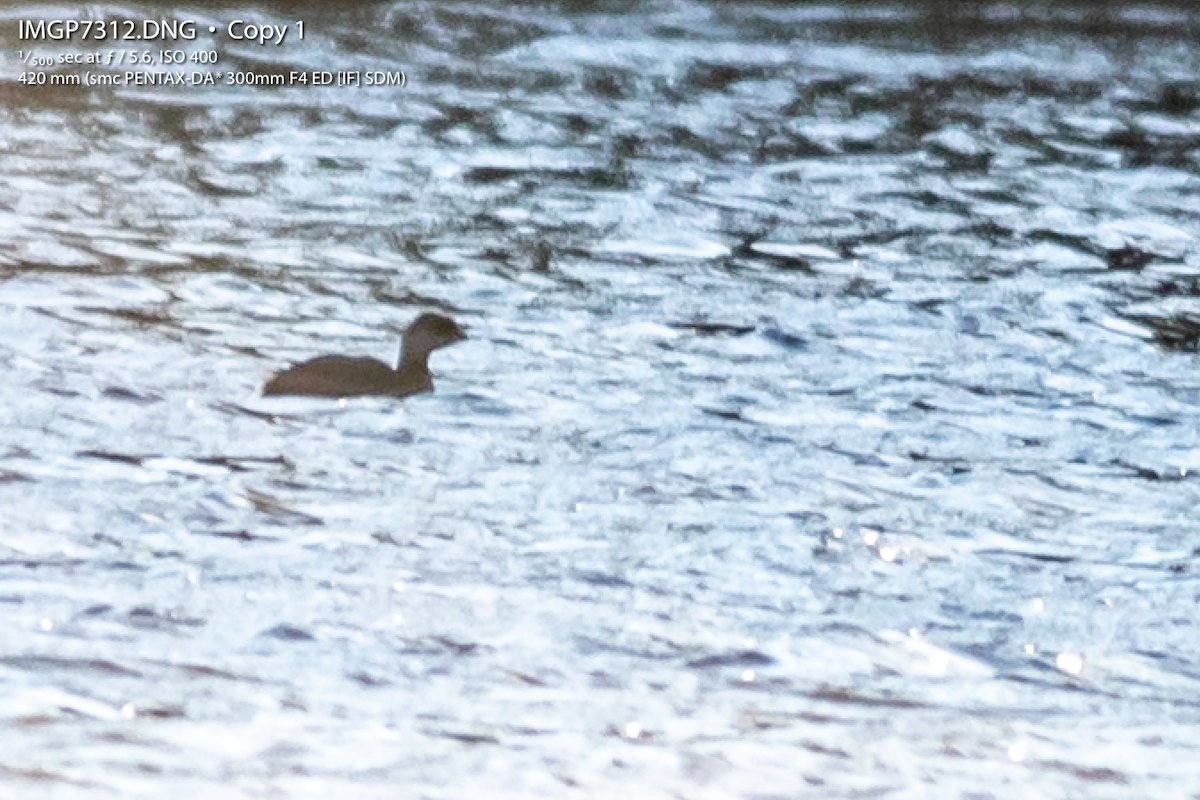 Horned Grebe - ML134185151