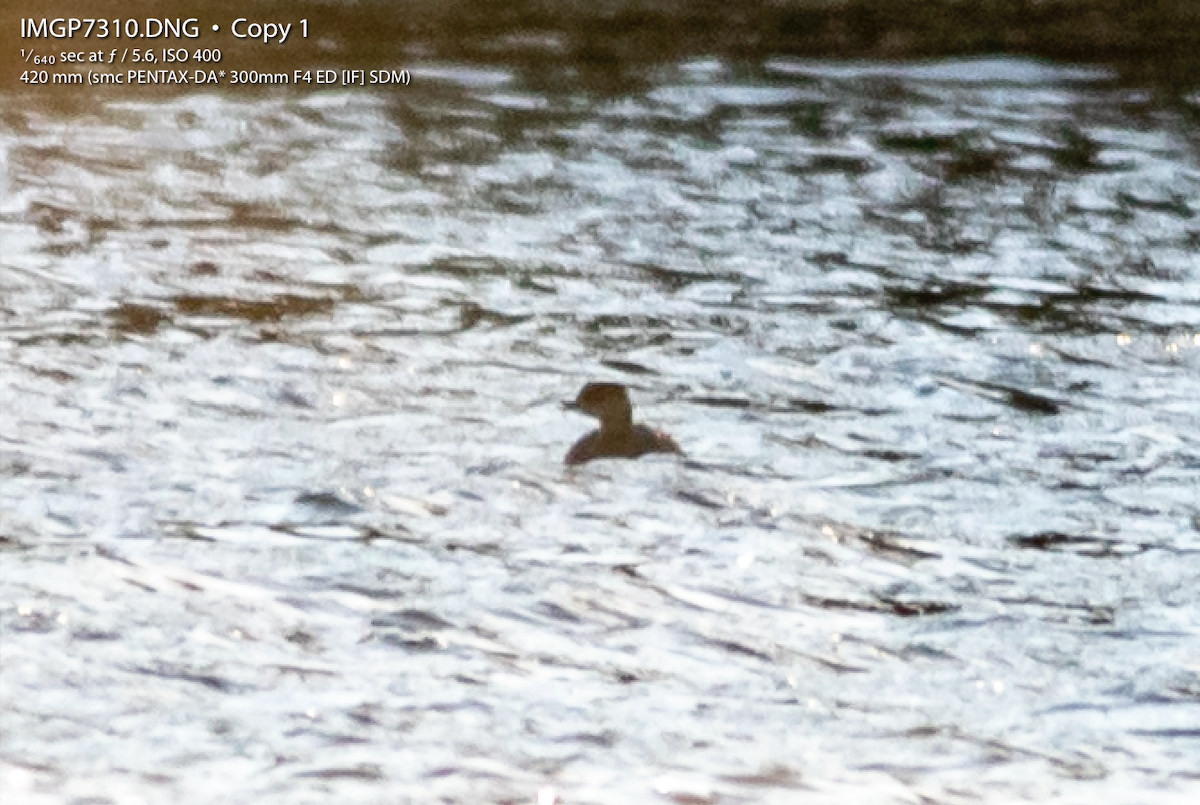 Horned Grebe - ML134185161