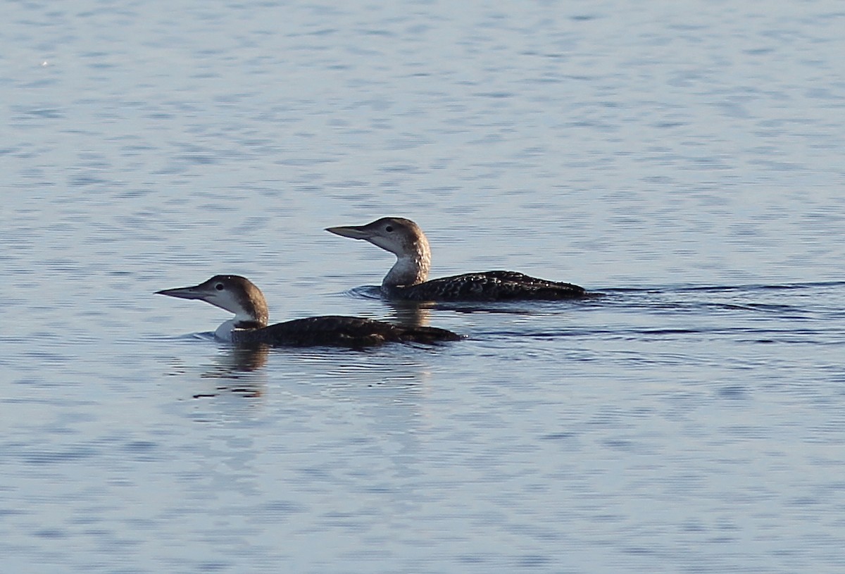 Yellow-billed Loon - ML134186471