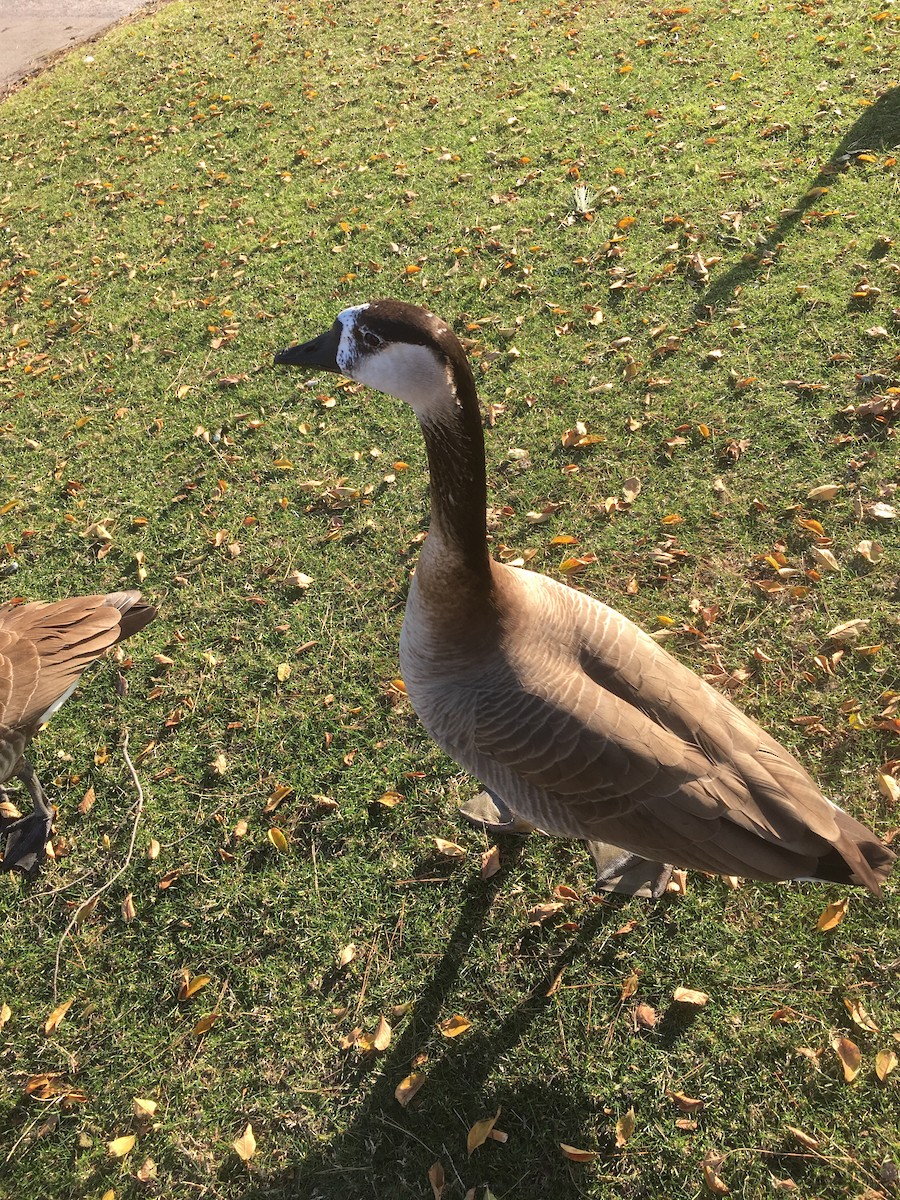 Canada Goose - ML134186841