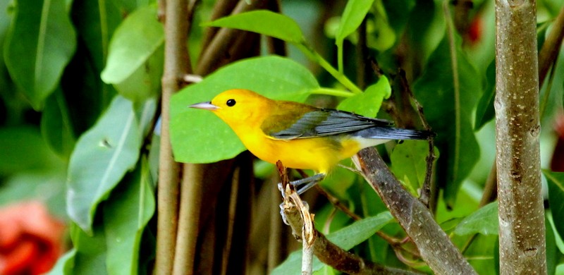 Prothonotary Warbler - ML134186861