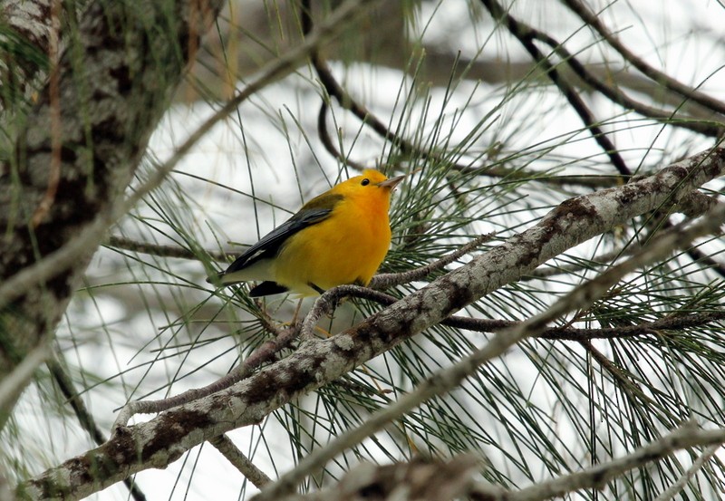 Prothonotary Warbler - ML134186901