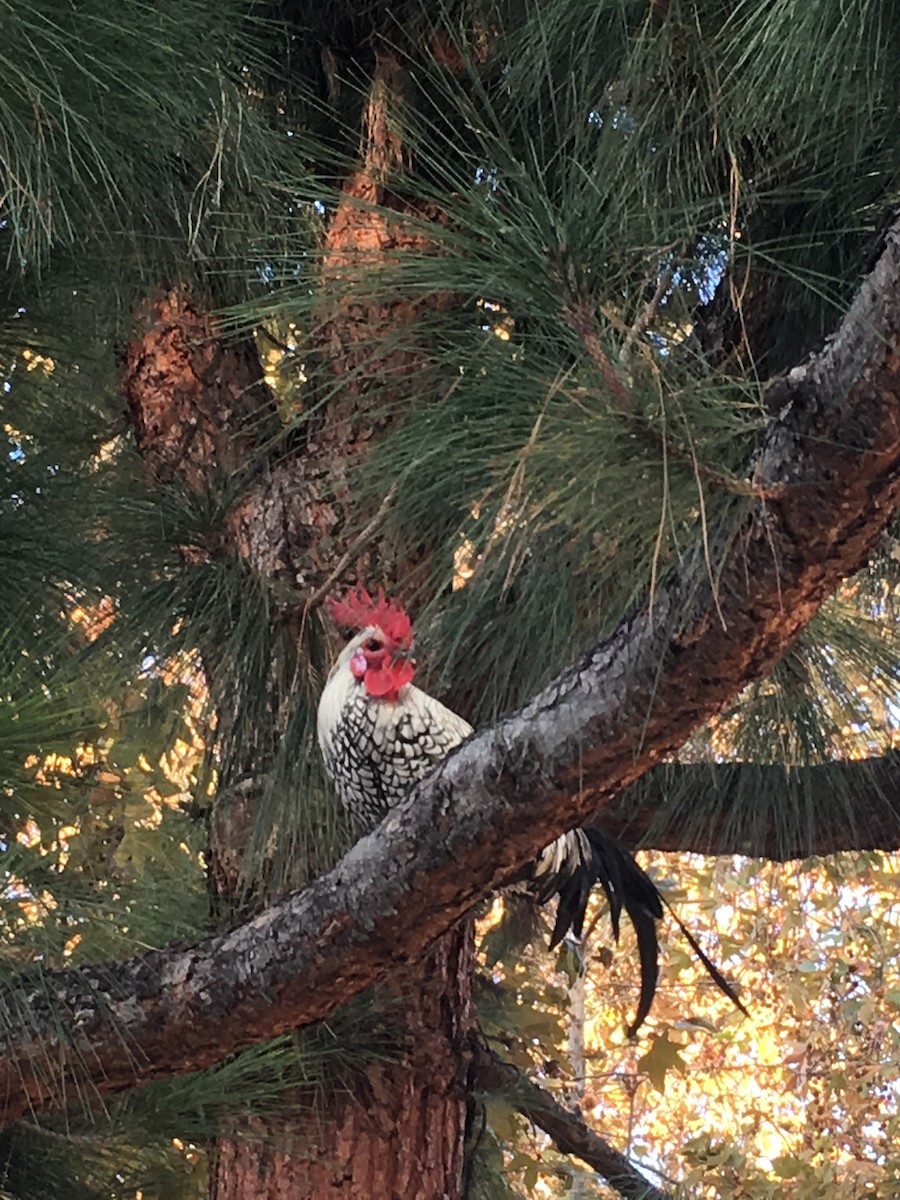 Red Junglefowl (Domestic type) - ML134187531