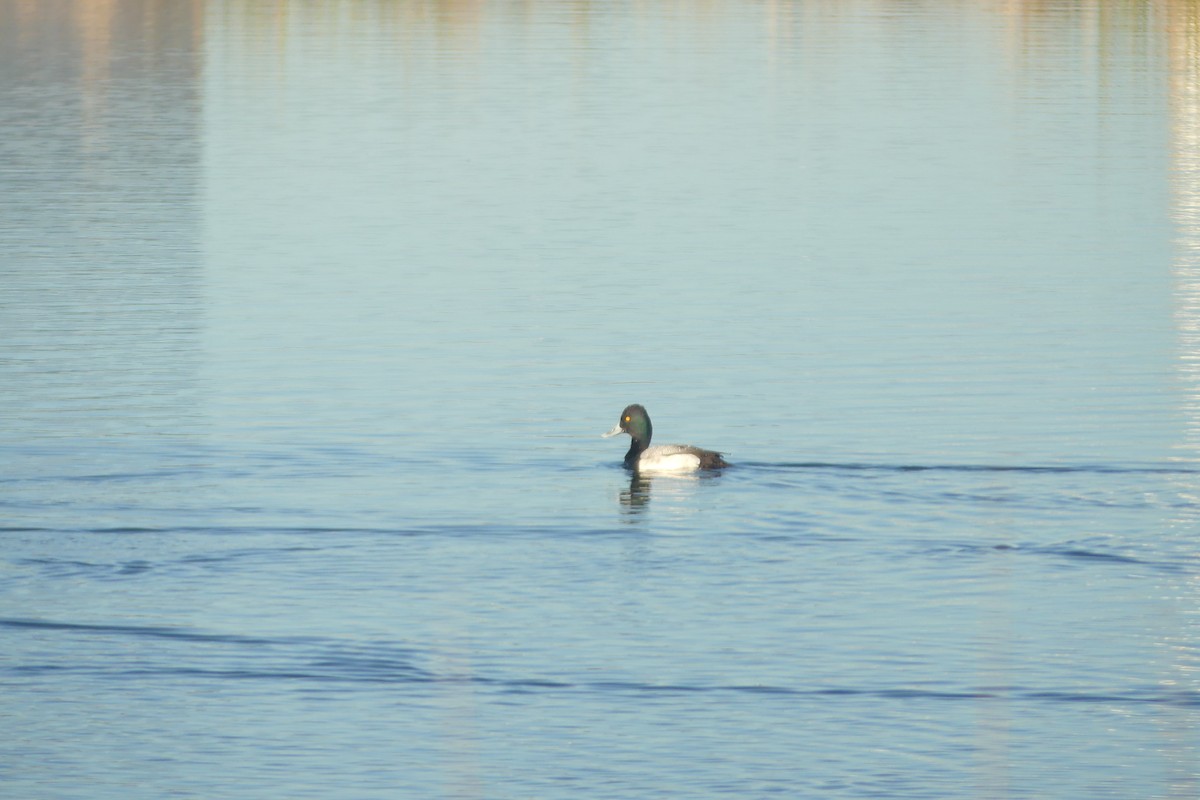 Lesser Scaup - Charlie Plimpton