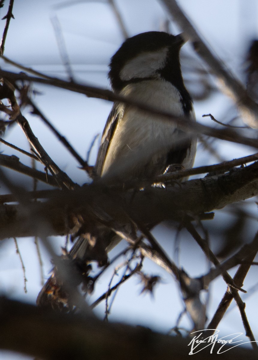 Parus sp. - ML134189131