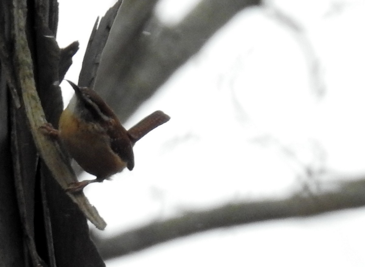 Carolina Wren - ML134190371