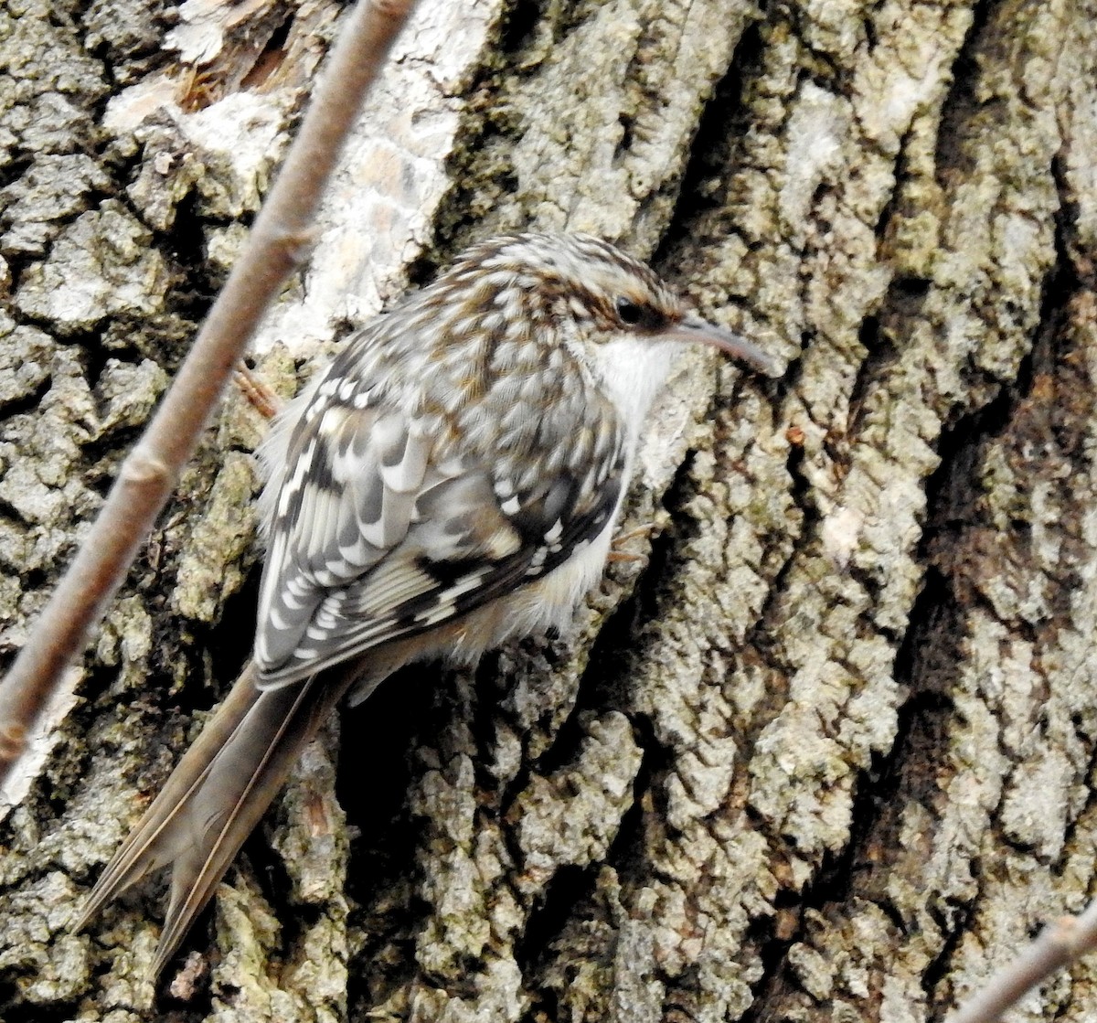 Brown Creeper - ML134190471